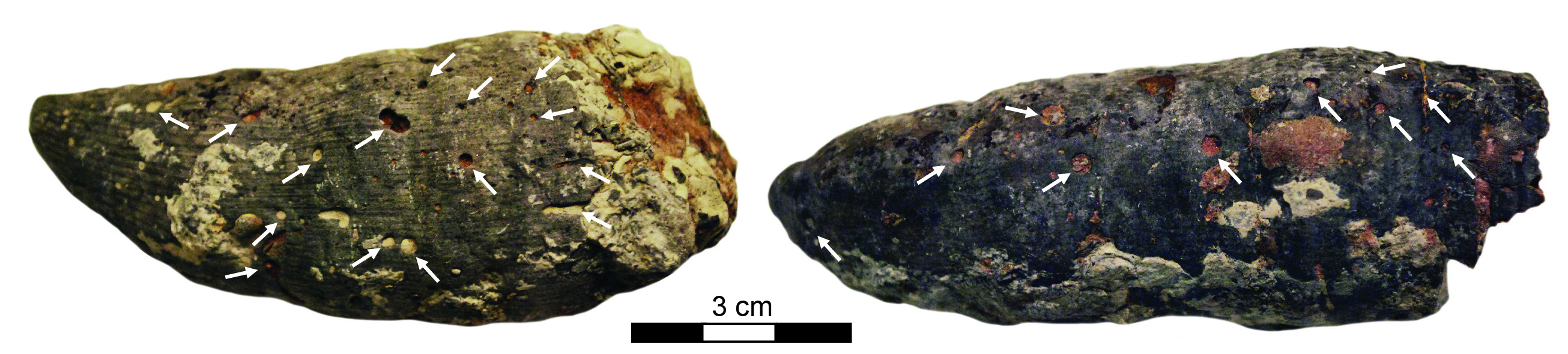 Trypanites borings (arrows) on Grewingkia canadensis fossils.